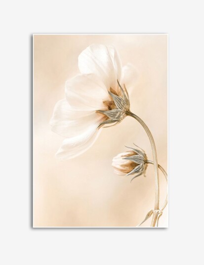 Elegant Hvit Blomst Plakat