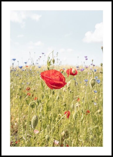 Poppy Flower Plakat Plakat / 50x70cm