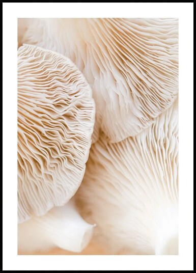 Mushrooms Close-Up Plakat Plakat / 40x50cm
