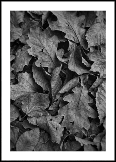 Monochrome Fall Foliage Plakat / 30x40
