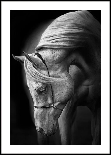 white stallion Poster Plakat / 70x100cm white stallion Poster Plakat / 70x100cm
