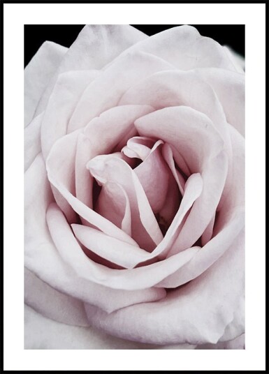 Pink Rose Plakat Plakat / 100x150cm