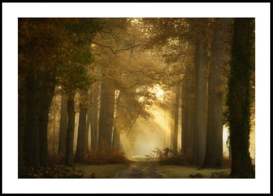 Golden Morning Forest Path Plakat / 100x150 Golden Morning Forest Path Plakat / 100x150