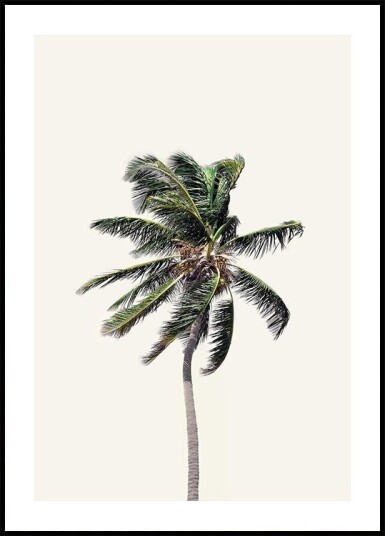 Windy Palm Tree Plakat Plakat / 70x100cm