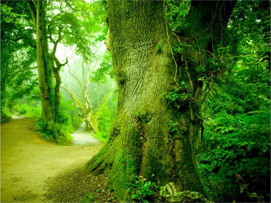 Fototapet Forest Road 250x193 - Artgeist sp. z o. o.