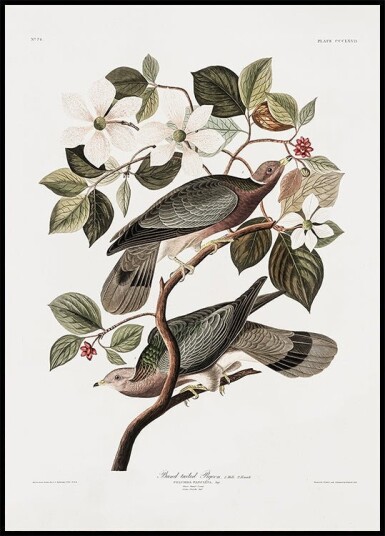Brand Tailed Pigeon From Birds Of America 1827 Plakat Plakat / 40x50cm