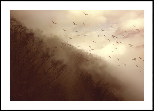 Birds In Golden Mist Plakat / 70x100