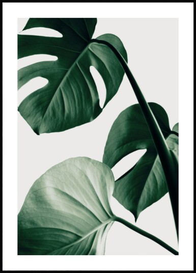 Lush Monstera Leaves Plakat / 30x40