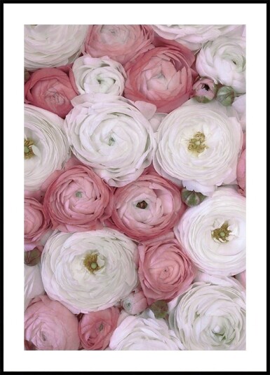 Scattered ranunculus in muted pink II Plakat Plakat / 100x150cm