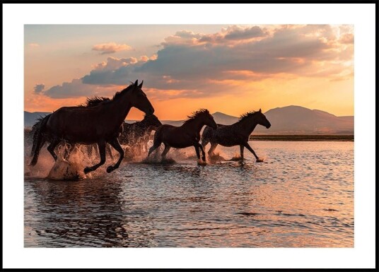 WATER HORSES Poster Plakat / 100x150cm WATER HORSES Poster Plakat / 100x150cm