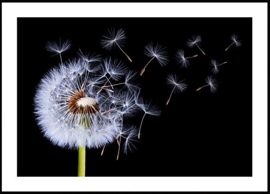 Dandelion Blowing Plakat Plakat / 30x40cm Dandelion Blowing Plakat Plakat / 30x40cm