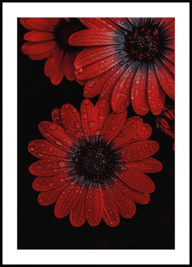 Red Dimorphotheca Flowers with Water Droplets Plakat Plakat / 100x150cm