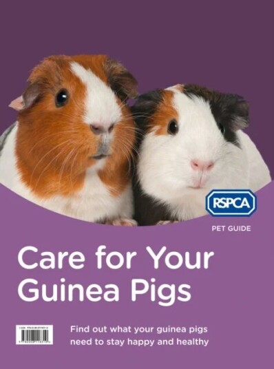Care For Your Guinea Pigs Av Rspca Care For Your Guinea Pigs Av Rspca