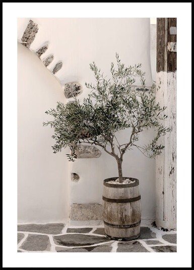 Olive Tree in Wooden Barrel Plakat Plakat / 21x30cm Olive Tree in Wooden Barrel Plakat Plakat / 21x30cm