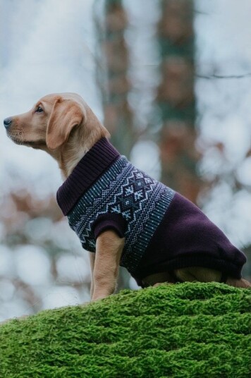 Dogman Hundegenser Iselin Str 20 20 Dogman Hundegenser Iselin Str 20 20