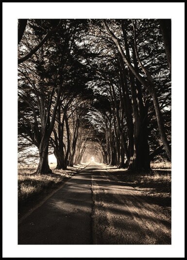 Road Amidst Trees Plakat Plakat / 70x100cm