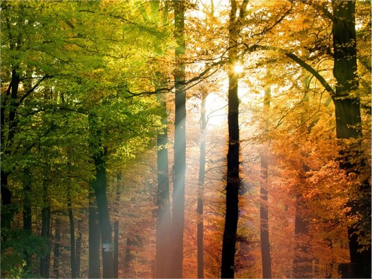 Fototapet Vakker Høst 400x309 - Artgeist sp. z o. o.