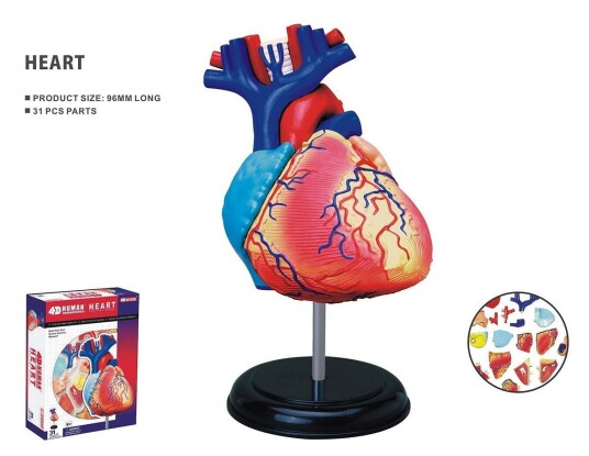 Robetoy Human Anatomy Heart 10 cm 26052 Robetoy Human Anatomy Heart 10 cm 26052