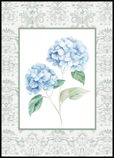 Hydrangeas 2 Plakat / 70x100