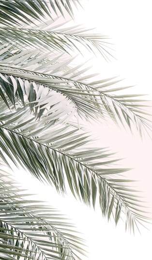 Blush Palm Leaves Plakat Plakat / 50x70cm Blush Palm Leaves Plakat Plakat / 50x70cm