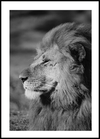Male Lion Profile Plakat Plakat / 50x70cm