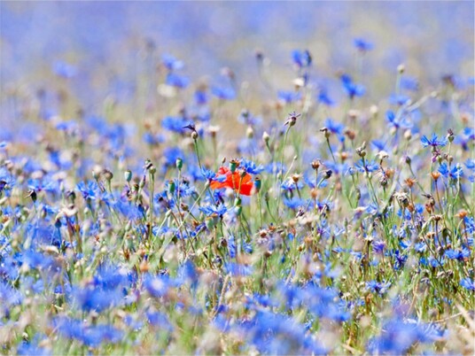 Fototapet Sky-Colored Meadow Cornflowers 400x309 - Artgeist sp. z o. o.