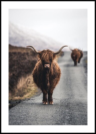 Witold Ziomek Cow Plakat / 30x40cm