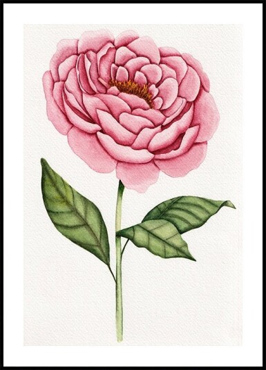 01 Peonie Salomebiermanillustration Plakat Plakat / 30x40cm 01 Peonie Salomebiermanillustration Plakat Plakat / 30x40cm