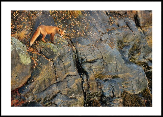 Red Fox On Autumn Rocks Plakat / 100x150 Red Fox On Autumn Rocks Plakat / 100x150