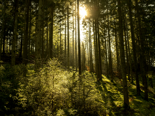 Natur14 av Preben Stentoft Natur14 av Preben Stentoft