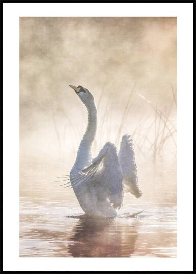 Swan Lake Plakat Plakat / 40x50cm