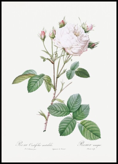 Cabbage Rose White Provence Les Roses 1817–1824 Plakat / 70x100