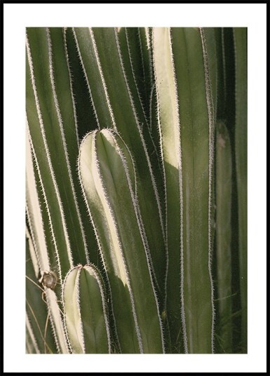Cactus Plakat Plakat / 100x150cm