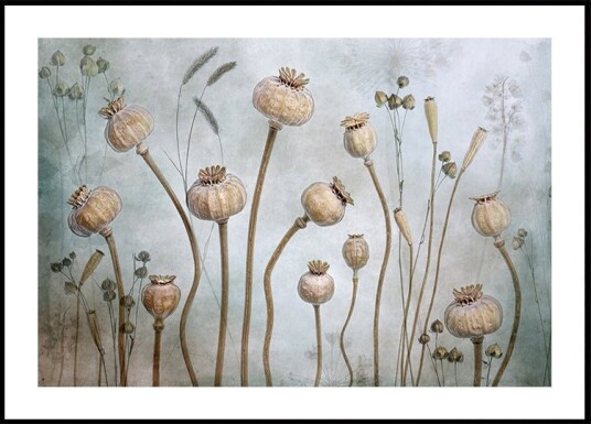 Papaver Plakat / 30x40cm Papaver Plakat / 30x40cm