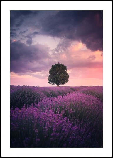 Lavender Fields Isparta Poster Plakat / 100x150cm