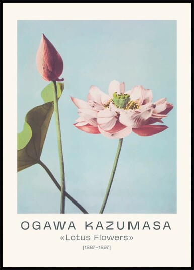Lotus Flowers Vintage Botanical Ogawa Kazumasa 1887–1897 Plakat Plakat / 40x50cm