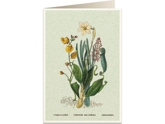 Tassotti Heiskort B6 + Konvolutt 6062 Narcissus