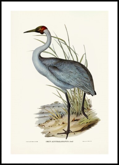 Australian Crane Plakat / 40x50 Australian Crane Plakat / 40x50