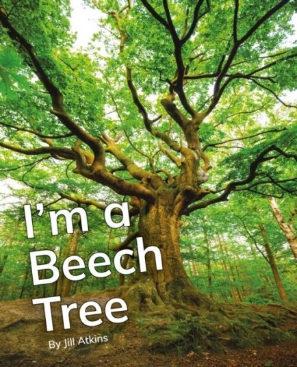 I'm a Beech Tree I'm a Beech Tree