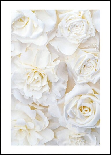 White Rose Buds Plakat Plakat / 100x150cm White Rose Buds Plakat Plakat / 100x150cm