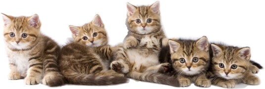 Veggklistremerke Katter