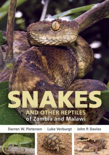 Field Guide To Snakes And Other Reptiles Of Zambia And Malawi Av Darren W. Pietersen, Luke Verburgt