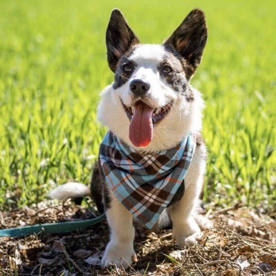 Halstørkle Bandana