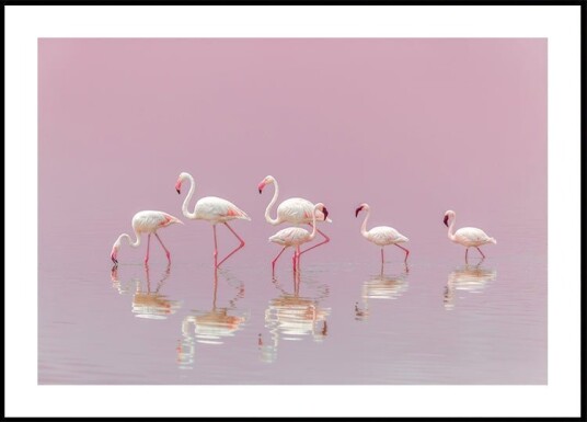 Flamingos Poster Plakat / 30x40cm