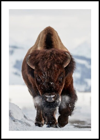 Bison Incoming Plakat Plakat / 40x50cm Bison Incoming Plakat Plakat / 40x50cm
