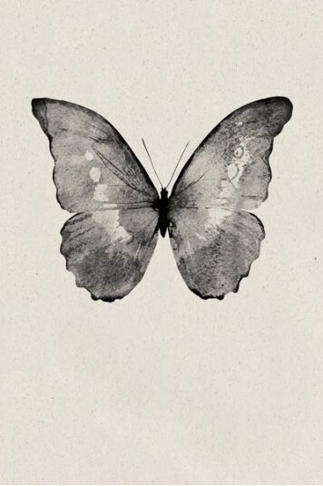 Malerifabrikken Poster / Black Butterfly 1588984-01-48