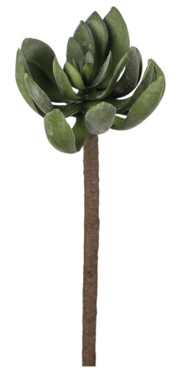 Mr. Plant Echeveria 50 cm