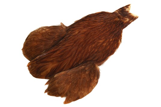Whiting 4b Hen Cape Whiting 4b Hen Cape