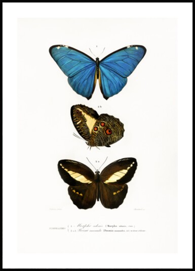 Different Types of Butterflies II Plakat / 50x70 Different Types of Butterflies II Plakat / 50x70