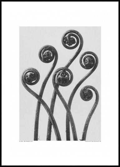 Adiantum pedatum Plakat / 70x100 Adiantum pedatum Plakat / 70x100